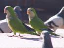 Aves