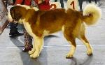 Cães