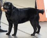 Cães