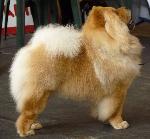 Cães