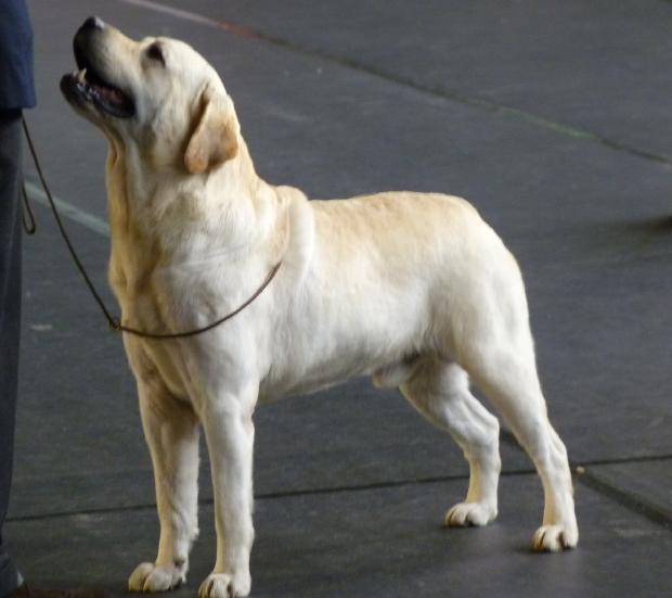 Retriever do Labrador