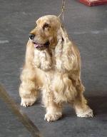 Cães