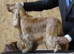 Cães