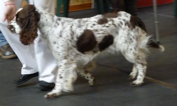 English Springer Spaniel