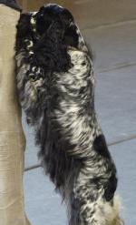 Cães