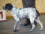 Cães