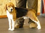 Cães