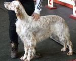 Cães