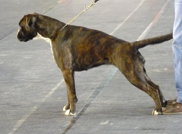 Boxer