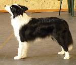 Cães