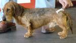Cães