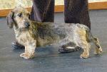 Cães