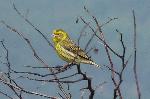Aves