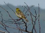 Aves