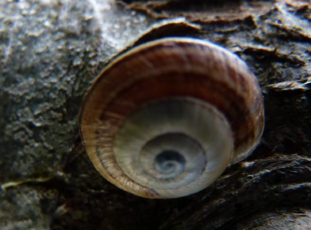 Caracol