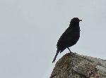 Aves