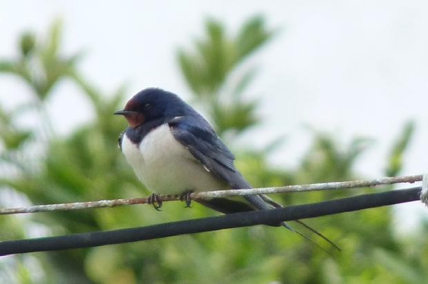 Andorinha-das-chaminés