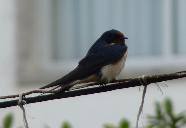 Andorinha-das-chaminés