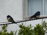 Aves
