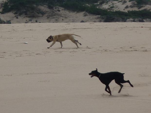 Cães