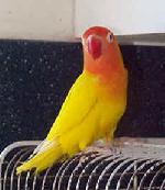 Agapornis