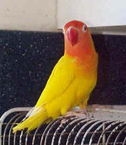 Agapornis