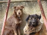 Cães
