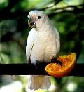 Cacatua