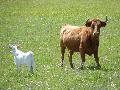 Vaca e bezerro
