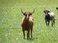 Vacas