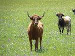 Argentinos criam vaca que produz leite semelhante ao humano