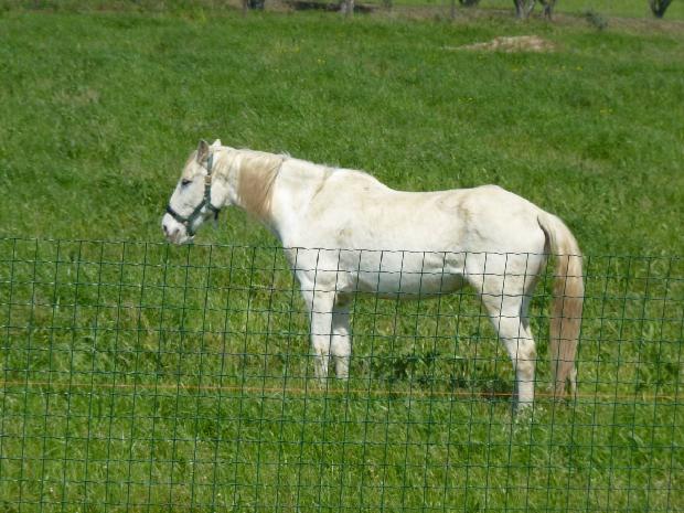 Cavalo