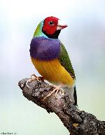 Diamante-de-Gould