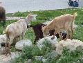 Cabras