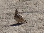 Aves