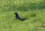 Aves