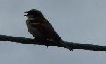 Aves
