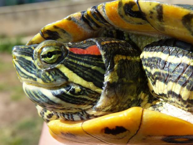 Tartaruga