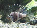Peixe-dragão <i>(Pterois antennata)</i>