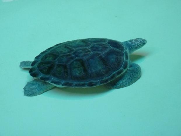 Tartaruga-marinha