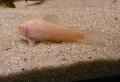 Coridora