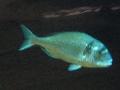 Dourada