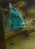 Peixe-porco
