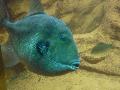 Peixe-porco