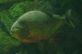 Piranha-vermelha