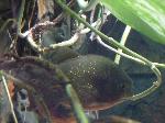 Piranha-vermelha <i>(Pygocentrus nattereri)</i>