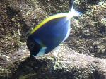 Cirurgião-azul-claro <i>(Acanthurus leucosternon)</i>