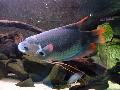 Gourami