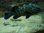 Garoupa-comum <i>(Epinephelus marginatus)</i>