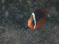 Amphiprion-frenatus